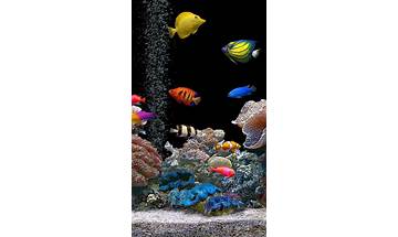 Tropical Fish Live Wallpaper for Android - Download the APK from Habererciyes